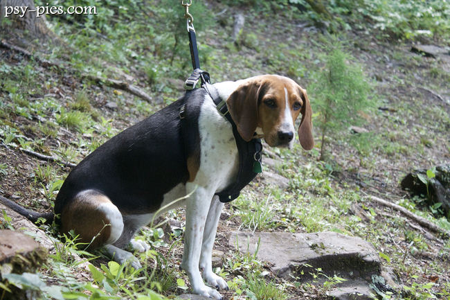 Treeing Walker Coonhound