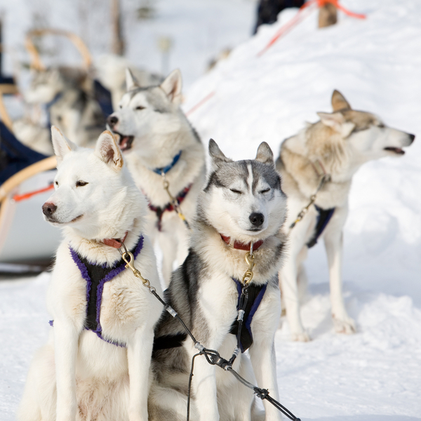 Północne psy zaprzęgowe - SYBERIAN HUSKY Husky to bardzo stara rasa psów, które pochodzą z Syberii. Chowali je żyjący wz