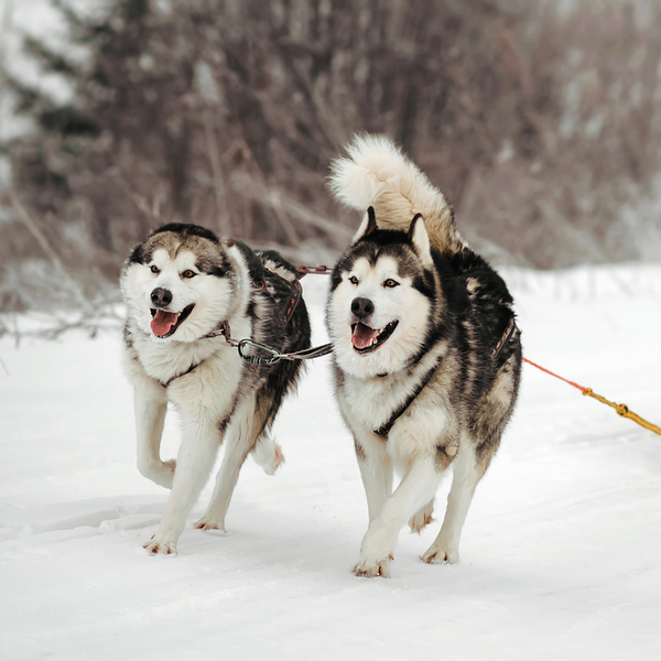 Północne psy zaprzęgowe - ALASKAN MALAMUTE Alaskan malamute wywodzi swą nazwę od eskimoskich plemion Malemutów. Pierwotn