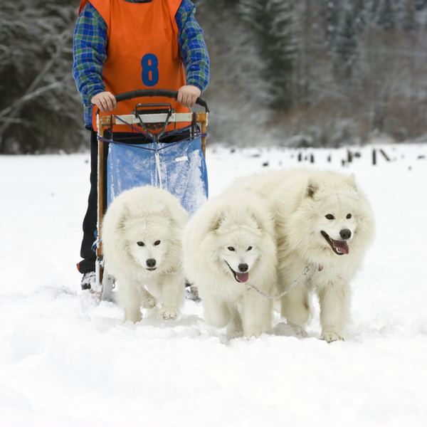 Północne psy zaprzęgowe - SAMOYED Ich nazwa wywodzi się od syberyjskich nomadów - Samoyedów, którzy posługiwali się nimi