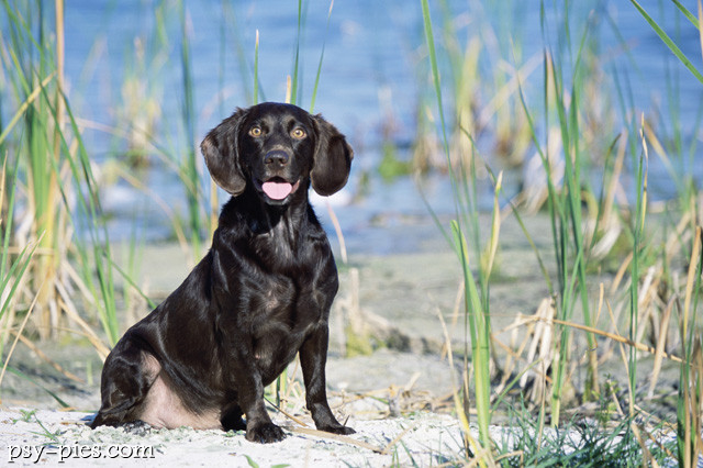 boykin spaniel