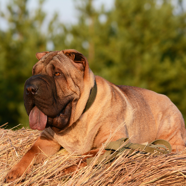 Shar pei Nazwa "sha pí " po chińsku oznacza "piaszczysta skóra ". Klasyfikacja FCI: Grupa II Pinczery, sznaucery, molosy