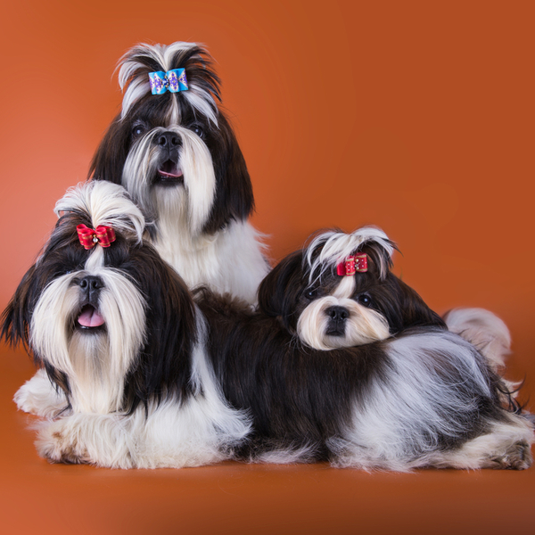 Shih tzu Zwany też Chrysanthemum Dog. Nazwa "shih tzu " po chińsku oznacza " lwi pies ". Klasyfikacja FCI: Grupa IX Psy 