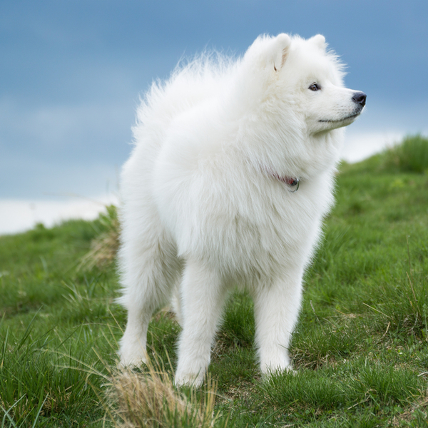 Samoyed Klasyfikacja FCI: Grupa V Szpice i psy ras pierwotnych, sekcja 1. Nordyckie psy zaprzęgowe, nr wzorca 212. Białe