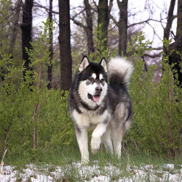 Alaskan malamute Klasyfikacja FCI: Grupa V Szpice i psy w typie pierwotnym, sekcja 1. Północne szpice zaprzęgowe. Pies d
