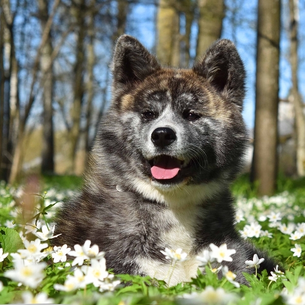 Akita (Akita inu) Nazwa pochodzi od prowincji Akita na wyspie Honsiu w płn. Japonii ( inu to pies). Klasyfikacja FCI: Gr