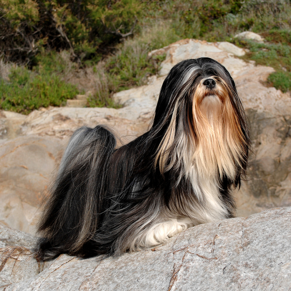 Lhasa apso Klasyfikacja FCI: Grupa IX Psy ozdobne i do towarzystwa, sekcja 5. Rasy tybetańskie, nr wzorca 227. Wys. 25,5