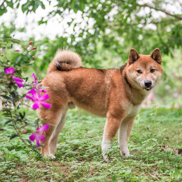 Shiba inu Zwana też Shibainu lub Shibaken . Japońskie s łowo " inu " oznacza " pies ", natomiast prefiks " shiba " to " 