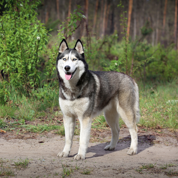 Siberian husky Klasyfikacja FCI: Grupa V Szpice i psy pierwotne, sekcja 1. Północne psy zaprzęgowe, nr wzorca 270. Wys. 