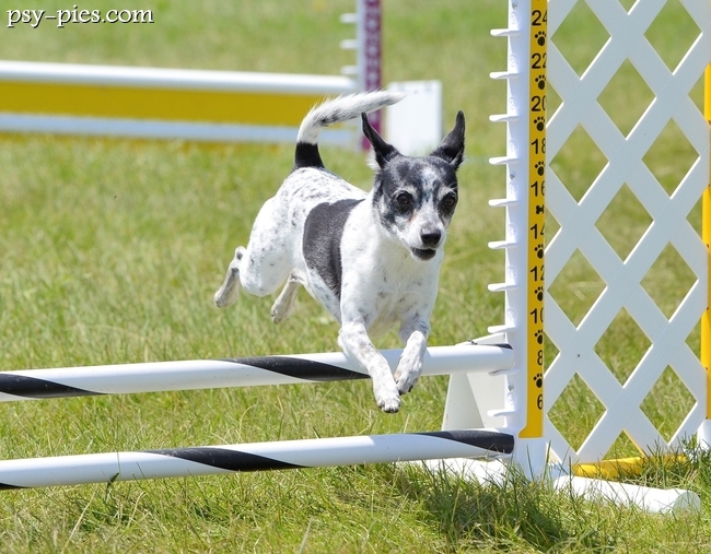 zawody agility