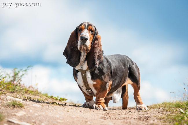 Pies rasy basset hound