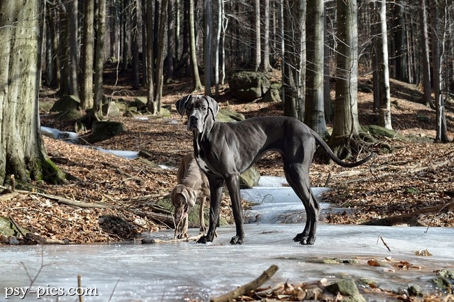 Dog niemiecki