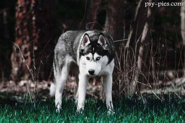 Siberian husky