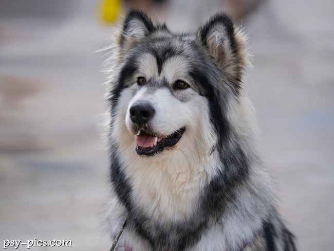 Alaskan malamute