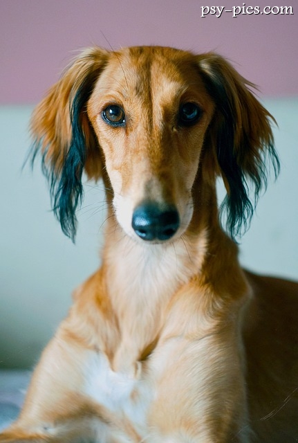 saluki - charta perskiego