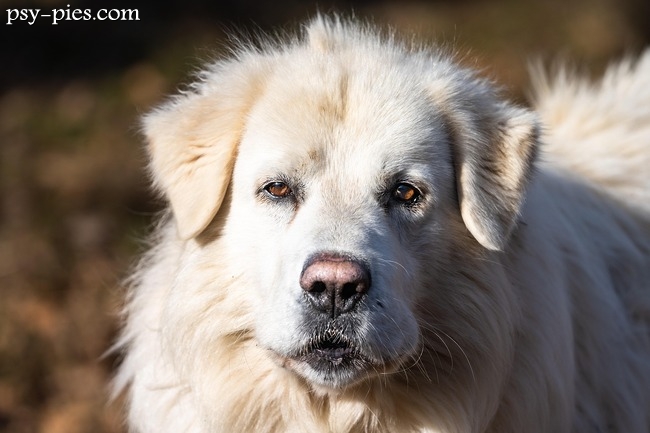 Owczarek maremma