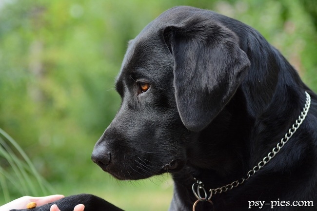 Czarny labrador retriever