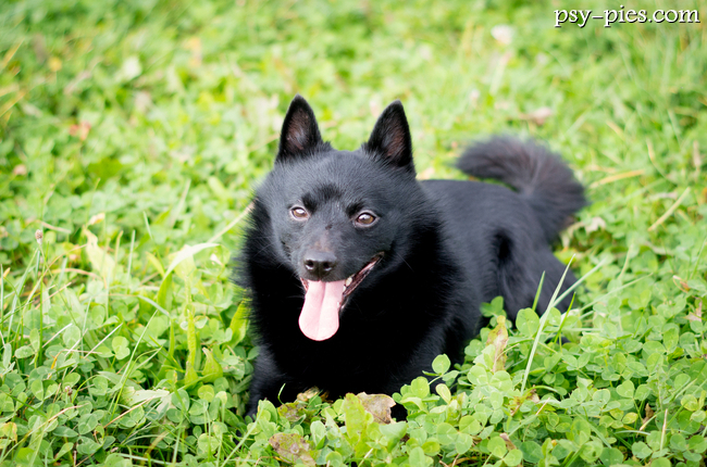 Schipperke
