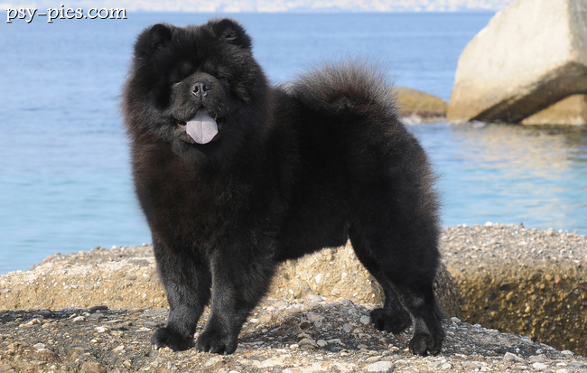 Chow chow