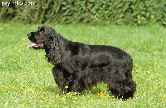 Cocker spaniel angielski czarny