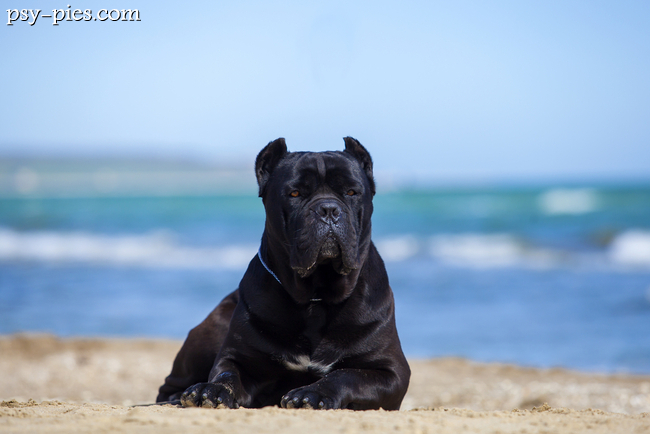 Cane corso