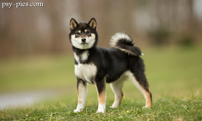 Shiba inu