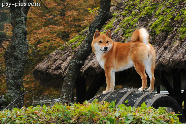 Shiba inu