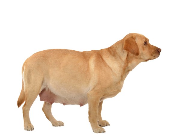 Ciężarna suka Labrador retrievera Ciężarna suka Labradora