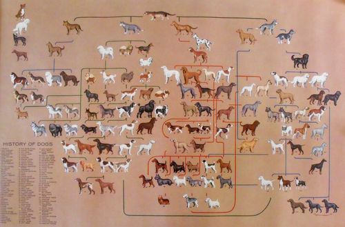 drzewo genealogiczne psich ras drzewo genealogiczne psich ras