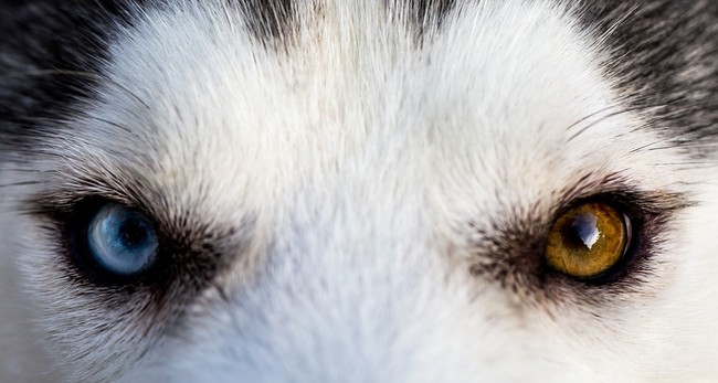 dwukolorowe oczy siberian husky