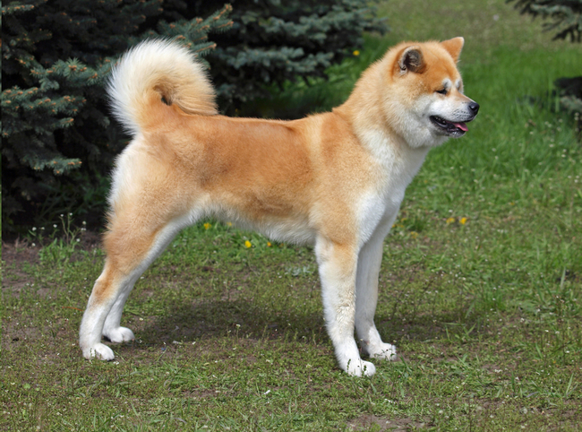 eksterier psa akita inu