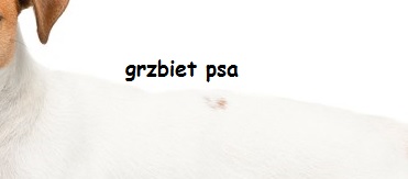 grzbiet psa