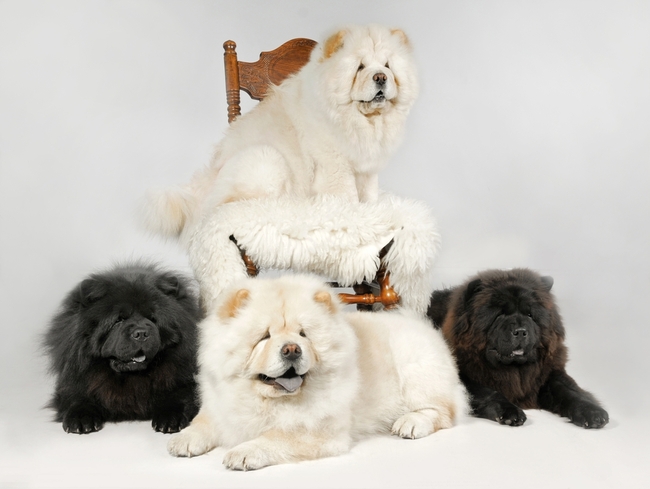 psy z rodowodem rasy Chow Chow