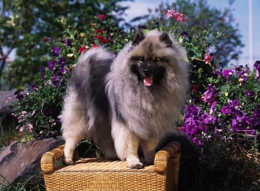 Keeshound, AKC