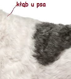 kłąb u psa foksteriera
