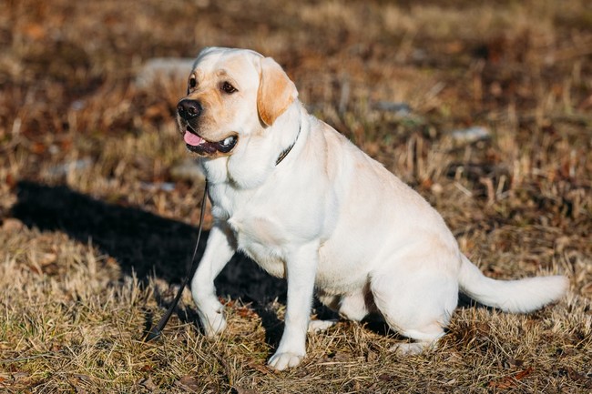 kolor umaszczenia u labradorów biszkoptowy