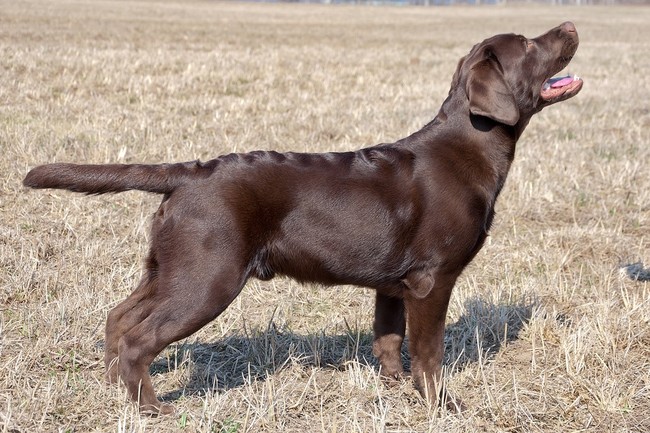 kolor umaszczenia u labradorów wątrobiany