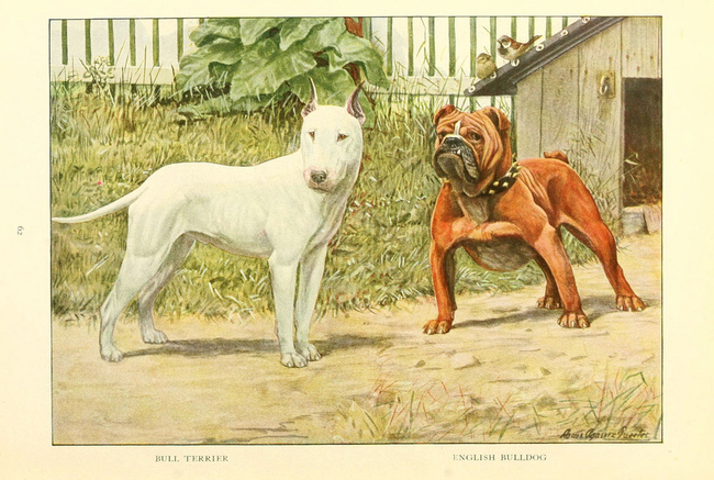 Psy rasy Bull terrier i Buldog angielski Kynologia nauka na temat różnych ras psów
