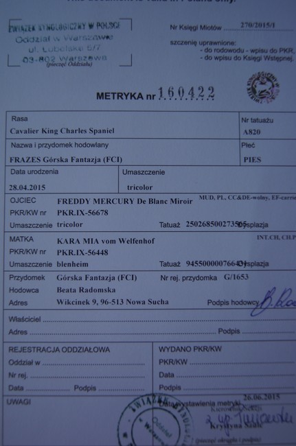 fakty i mity na temat rodowodu u psów - metryka psa z rodowodem