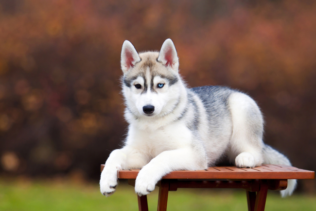 kolorowe oczy siberian husky