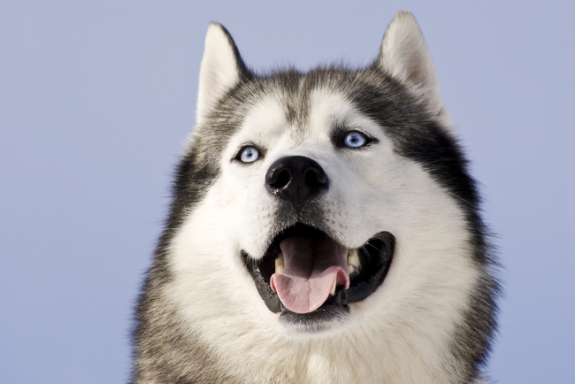 niebieskie oczy siberian husky