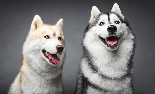 brązowe oczy siberian husky