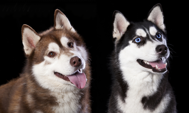 brązowe i niebieskie oczy siberian husky