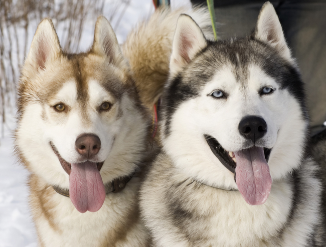 oczy siberian husky jasne i ciemne