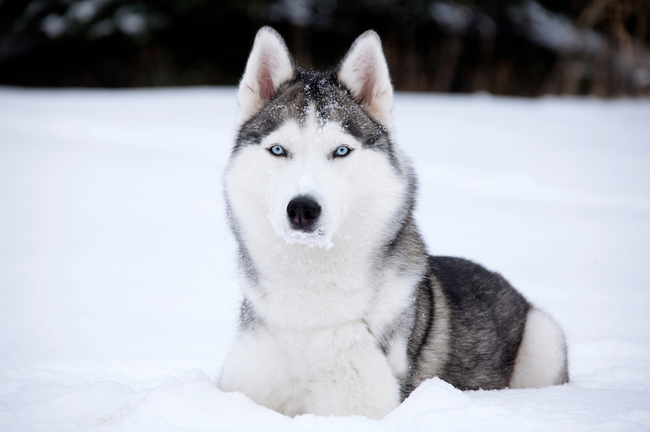 niebieskie oczy psów siberian husky