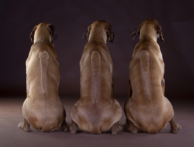 charakterystyczna pręga na grzbiecie psów rhodesian ridgeback