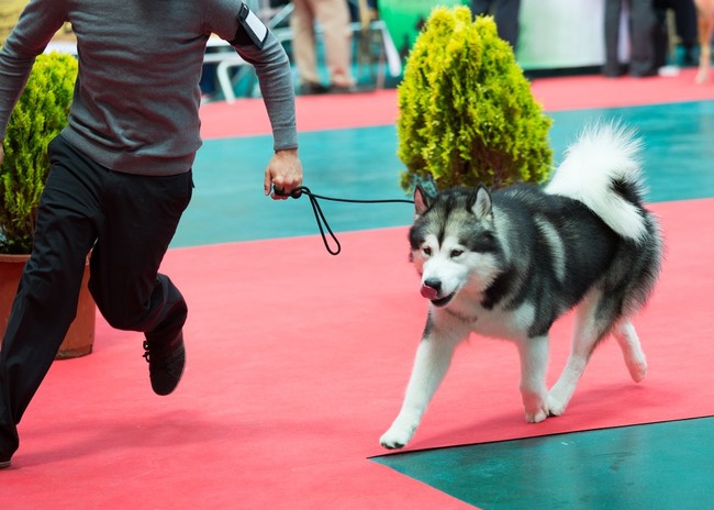 prezentacja alaskan malamute przygotowanie psa do wystawy psów