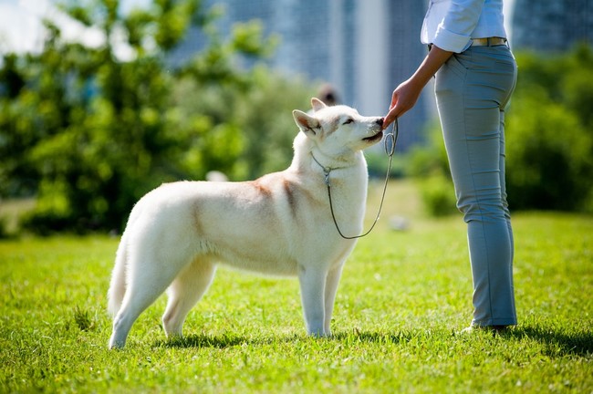 prezentacja psa syberian husky na krajowej wystawie psów rasowych
