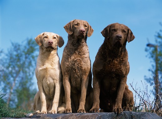 Chesapeake Bay Retrievers, AKC