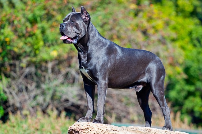 Reproduktor Cane corso